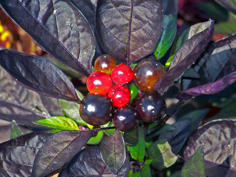 growth, ripe, capsicum annuum, no people, food, day, beauty in nature, purple, focus on foreground, plant part, food and drink, red, 2K, healthy eating