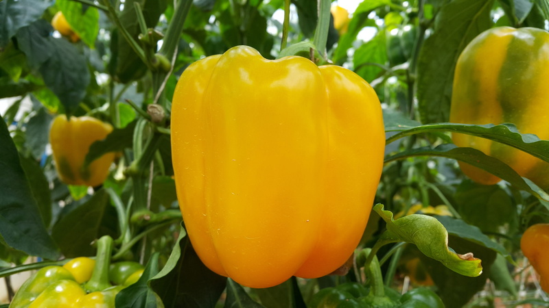 agriculture, wellbeing, freshness, healthy eating, Pepper, yellow, plant, green color, ripe, no people, growth, leaf, food and drink, vegetable, fruit