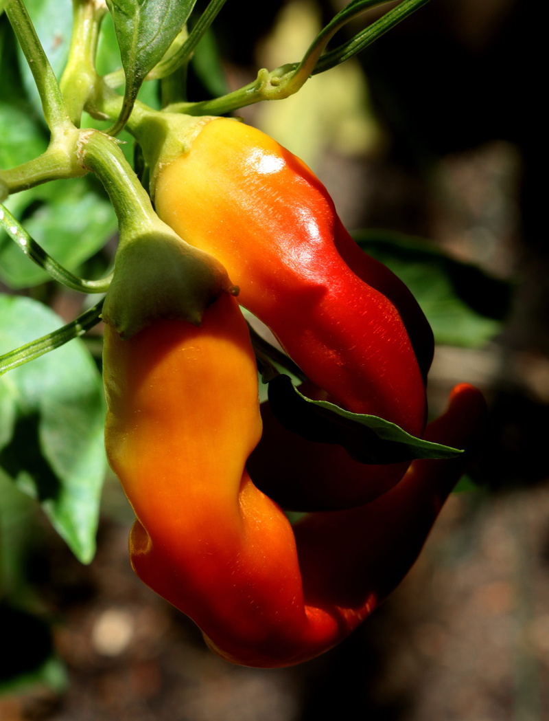 beauty in nature, pepper, growth, organic, yellow banana, hot, garden, focus on foreground, plant, chili pepper, red, healthy eating, food, ripe, day, no people