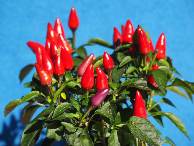 nachtschattengewächs, capsicum, pepper, Peppers, spice, no people, green color, Fruits, wellbeing, red chili pepper, hot peppers, Berry, capsicum salsa
