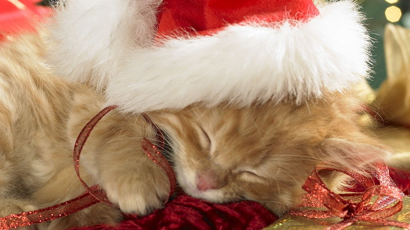 white color, beautiful, art, santa hat, Winter, px, animal themes, domestic animals, war, domestic, pets, god, fur, cat, 1080P, indoors, Santa, red, celebration