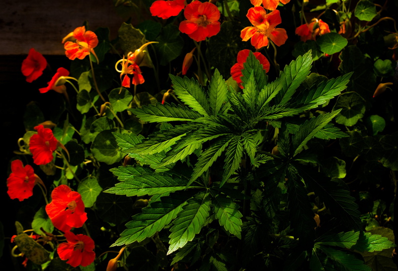 mary, drugs, 420, 2K, jane, weed, marijuana