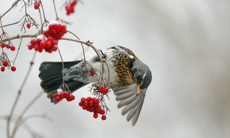 Fieldfare, Stuff bird, berries, bird, 1080P, Turdus pilaris