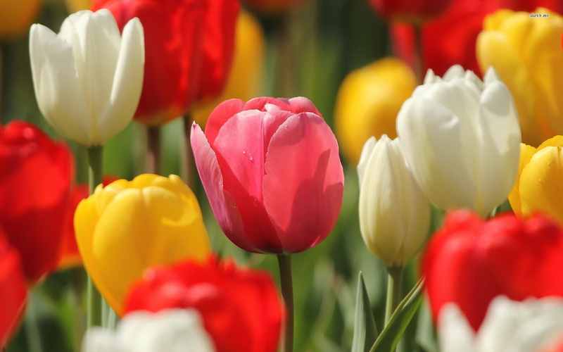 white stripes, 1920x1200, Flowers, hd, flower, 1080P, white stuff, red, ultra hd, Tulip, red rose, white page