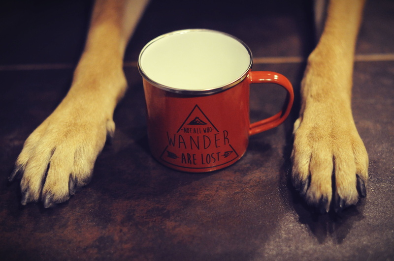 human hand, wander, mammal, brown, lost, canine, 4K, pets, refreshment, mood, glass, hand, dog, drink, cup, indoors, domestic, food and drink, one animal