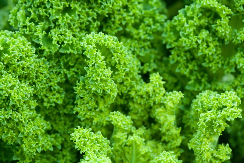 healthy eating, herb, food and drink, no people, produce, leaf, backgrounds, salad, diet, vegetable, 2K, food, plant part, beauty in nature, curly, detail