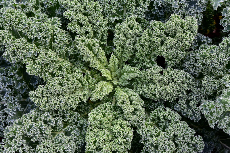 kale, vitamins, freshness, food and drink, growth, 5K, vegetable, high angle view, winter vegetables, beauty in nature, vegetarian, fresh, diet, harvest