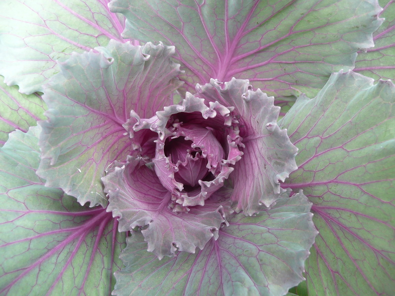 ornamental, gray, freshness, kale, plant, healthy, organic, full frame, green, garden, flowering plant, macro, growth, close-up, photography, food, cabbage