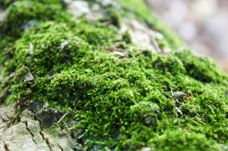 freshness, moss, healthy eating, lichen, leaf, green, food and drink, vegetable, wellbeing, growth, plant, grass, outdoors, close-up, day, kale, selective focus