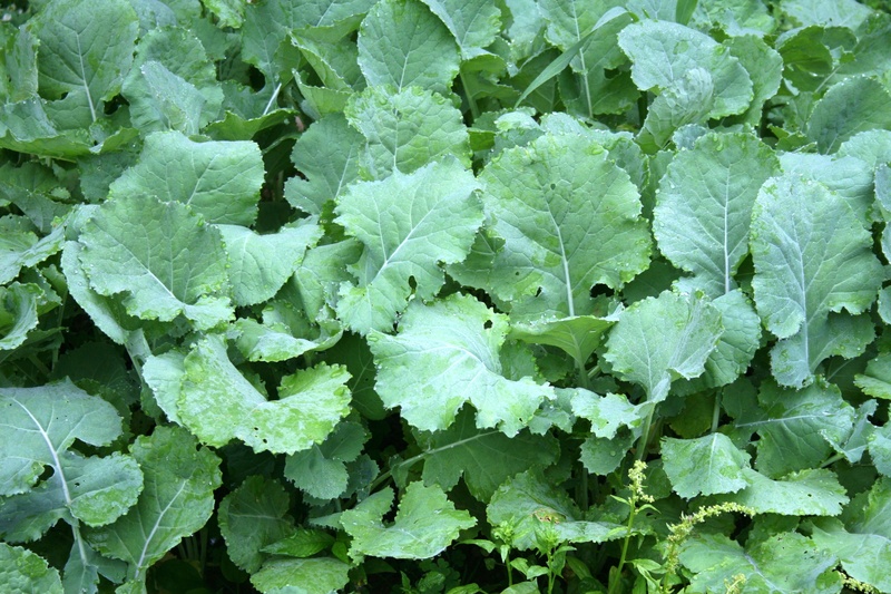 garden, healthy, beauty in nature, field, produce, food and drink, outdoors, raw, healthy eating, leaves, plant, growth, kale, vegetable, food, day, wellbeing