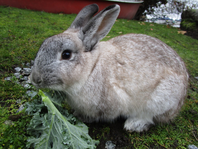 no people, land, white, vertebrate, domestic, plant, jericho beach, one animal, gray, grass, sweet, nature, field, rabbit - animal, pet, herbivorous, mammal