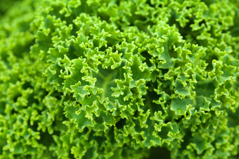 beauty in nature, vegetable, leaf, wellbeing, plant, healthy eating, growth, plant part, nature, produce, lettuce, freshness, 2K, herb, pattern, texture