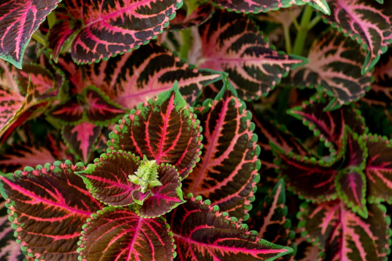 close-up, spoke, dye, beauty in nature, cabbage, snake, outdoors, leaf, vegetable, no people, botany, green color, plant part, red, growth, natural pattern