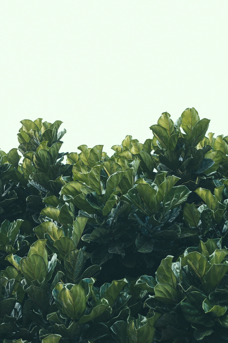 kale, plant, clear sky, food and drink, no people, close-up, planter, cabbage, leafed, flora, produce, copy space, plant part, vegetable, dark, freshness