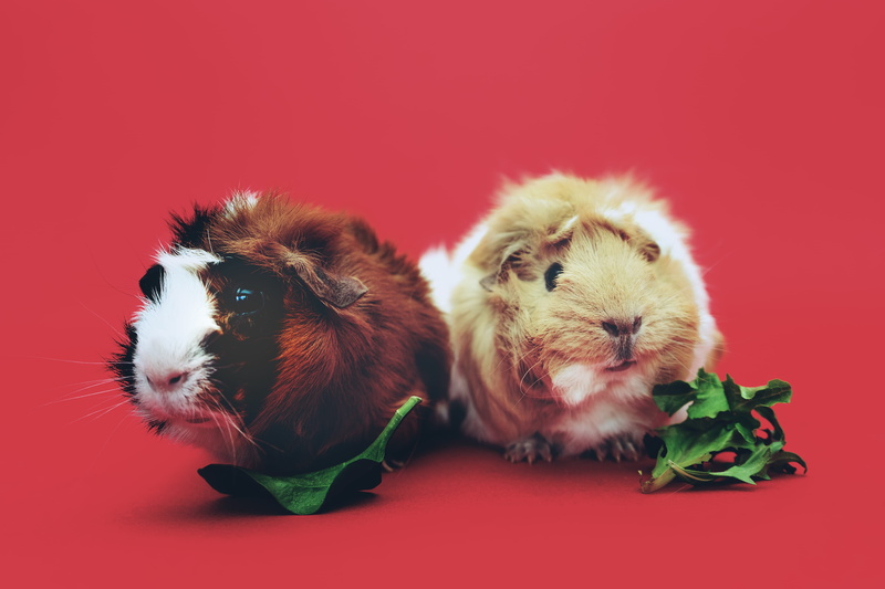 guinea, kale, brown, indoors, furry, colored background, no people, rodent, vertebrate, beige, cute, pigs, animal, eat healthy, one animal, animal themes