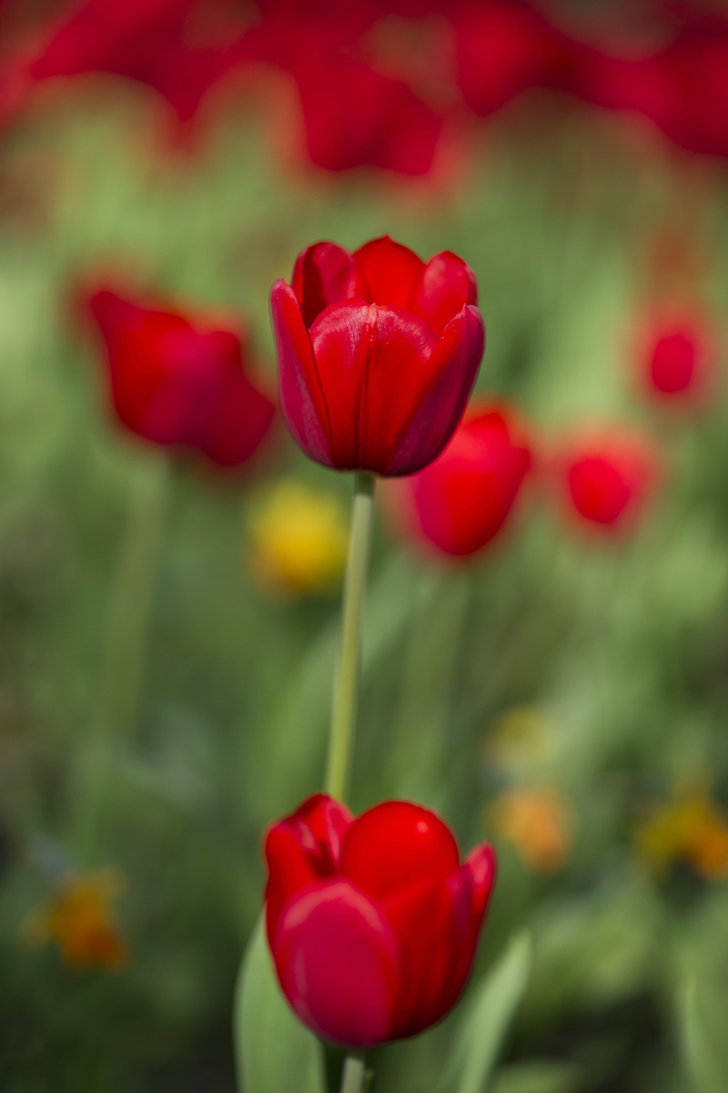 close, park, environmental, focus on foreground, vulnerability, growth, chan, summer, season, tulips, beauty in nature, fragility, terry, nature, flower