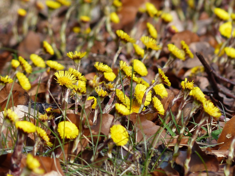 medicinal plant, field, land, flower head, Flower, spring flower, plant part, Tussilago Farfara, early bloomer, cough medicines, fragility, flowering plant