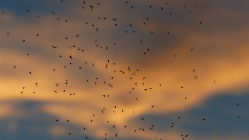 swarms, motion, sunset, animal themes, fly, countless, insect, no people, bird, diptera, animals in the wild, bulk deposits, back light, migrating, animal wildlife