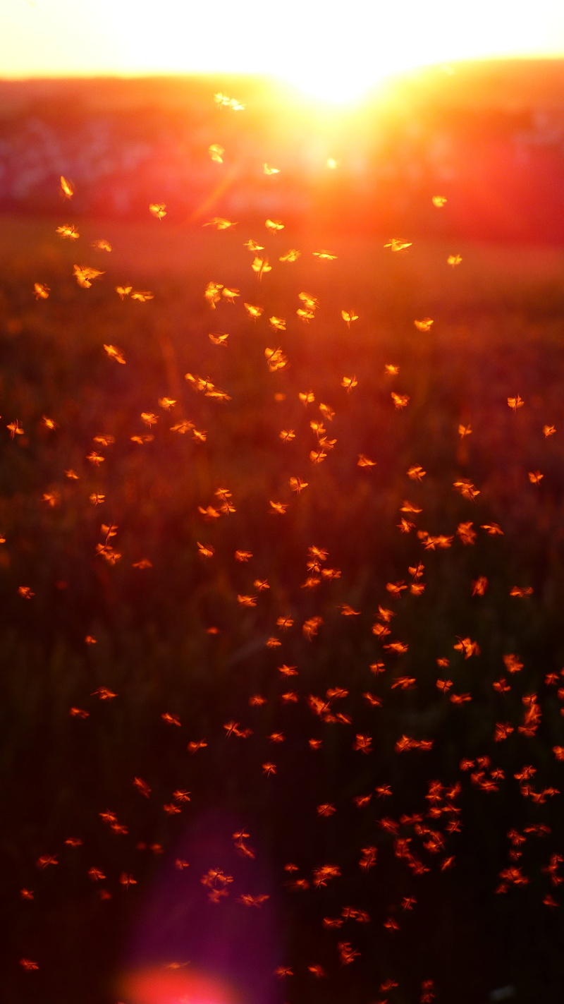 sunlight, no people, gold colored, dance schools, bright red, beauty in nature, fly, nature, glow, tranquility, non-biting midges, evening, heat - temperature
