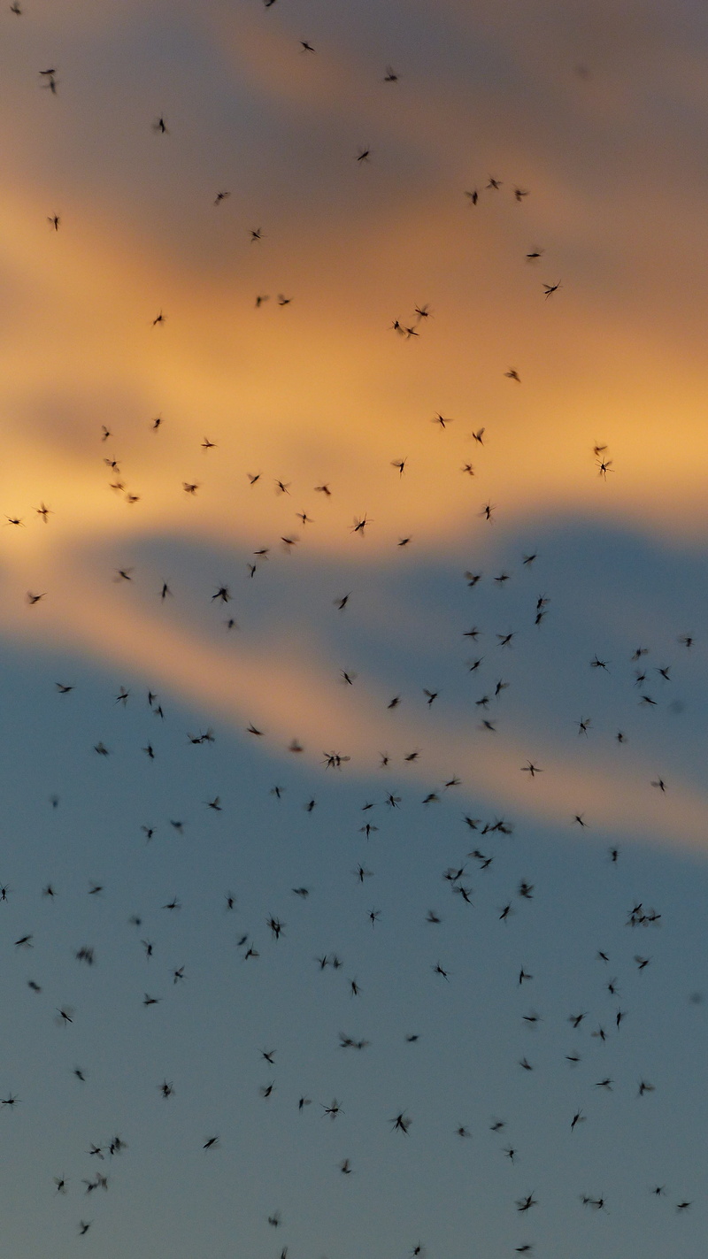 countless, animal wildlife, partner determination, cloud - sky, animals in the wild, mosquitoes, flying, fly, diptera, animal migration, fliegenschwarm