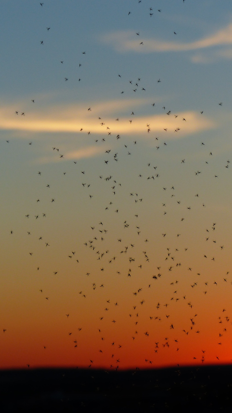 vertebrate, chironomidae, sea, flock of birds, swarms, countless, animals in the wild, dance mosquitoes, nematocera, many, bird, animal themes, back light