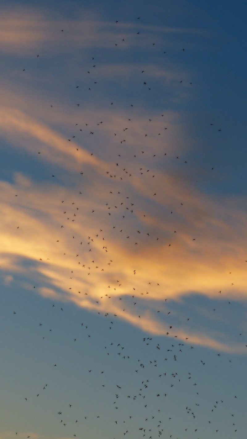 flying, pairing, fly, bird, sunset, dance schools, back light, countless, diptera, chironomidae, swarming, nematocera, low angle view, partner determination