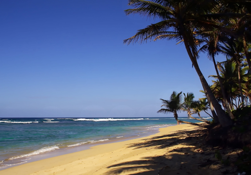Beach, sun, tropical tree, palm leaf, coconut palm tree, land, water, sand, tranquility, dominican republic, nature, sky, tropical climate, day, idleness