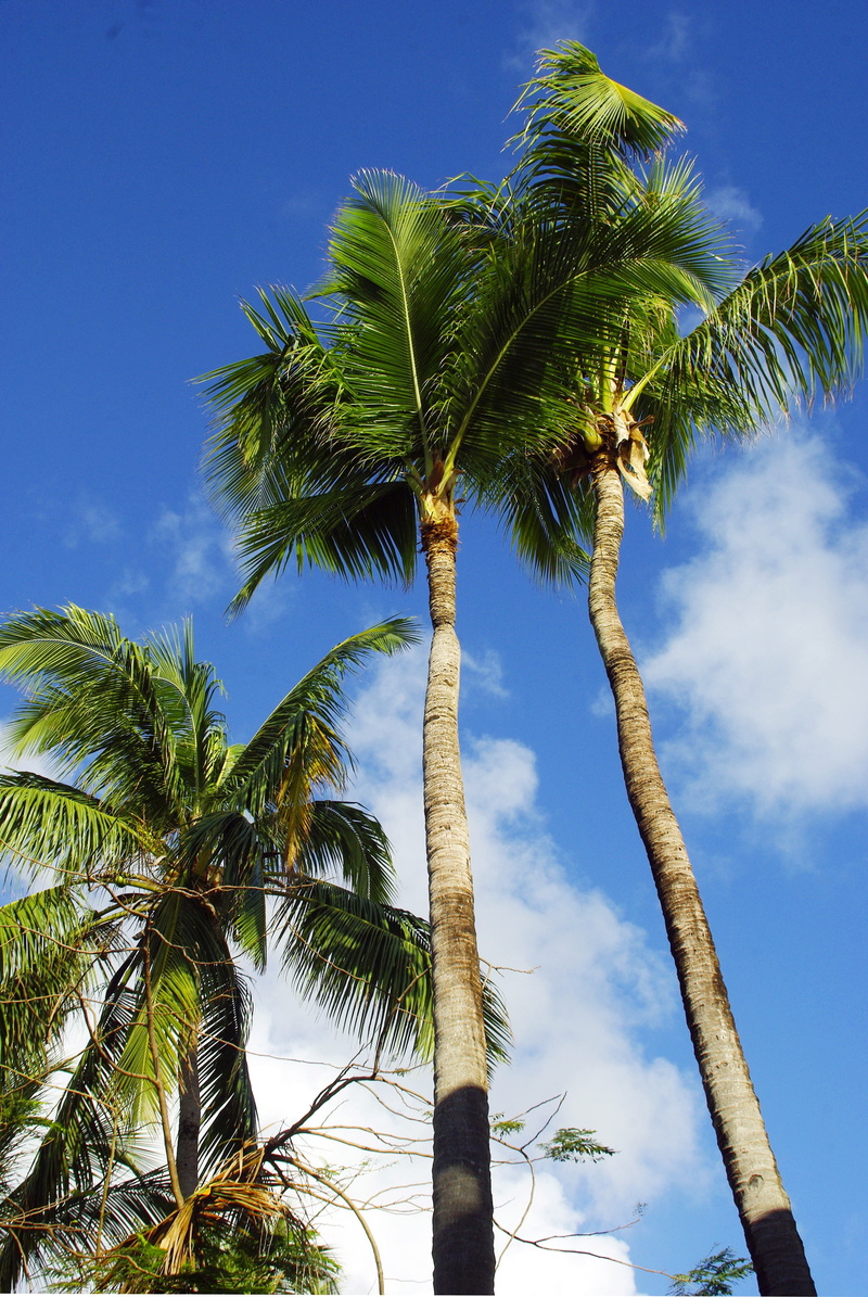 no people, low angle view, growth, beach, trunk, dominican republic, seaside, tree, coconut, idleness, nature, coconut palm tree, punta cana, tropical