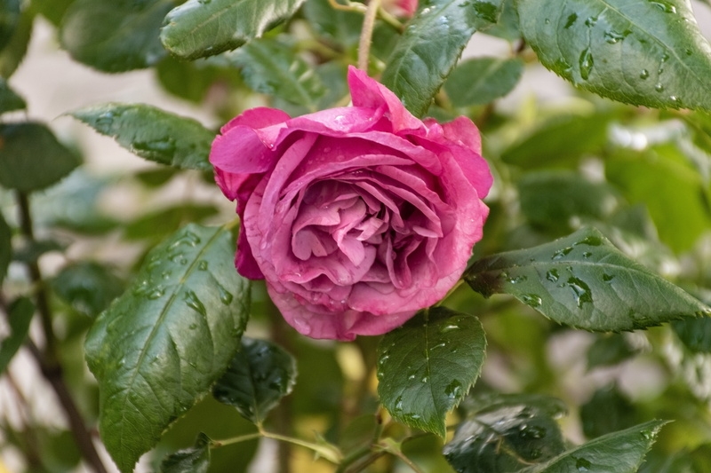 vulnerability, raindrop, springtime, flora, rainy season, no people, nature, plant, budding, rose, purple, close-up, growth, petal, morning dew, foliage