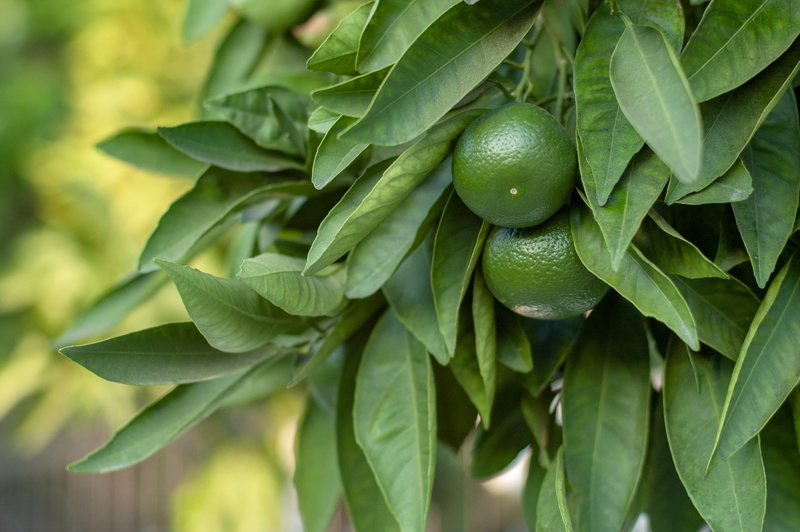 healthy, close-up, vitamins, refreshment, freshness, plant part, ripe, citrus, fresh, food and drink, healthy eating, food, vegetable, day, 2K, citrus fruit