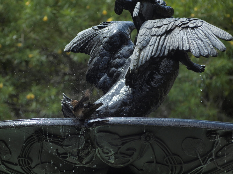 city, water, outdoors, art and craft, animal, railing, ucr, close-up, taking a bath, no people, 4K, animal wildlife, animal themes, brown, focus on foreground