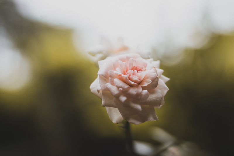 photography, smell, 5K, rose, outdoors, inflorescence, day, time, nature, take, flowering plant, vulnerability, petal, flower, focus, flower head, fragility