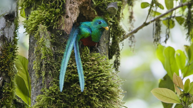 costa, nature, 1080P, duplicate, rica, quetzal