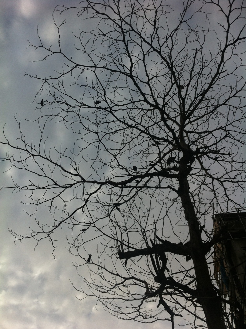 outdoors, colomobo, 2K, beauty in nature, branches, day, dead plant, branch, tree, cloud - sky, tree trunk, rural, growth, low angle view, silhouette