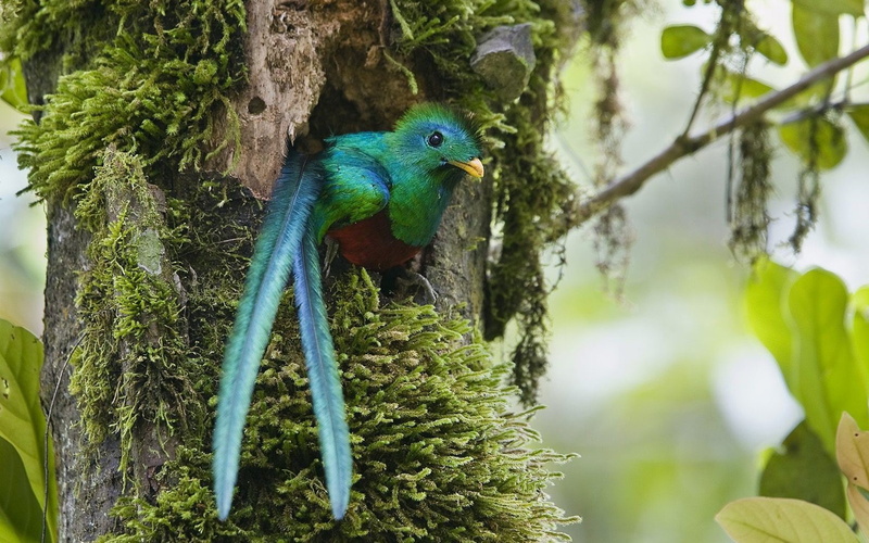 720P, rica, quetzal, costa, birds, duplicate