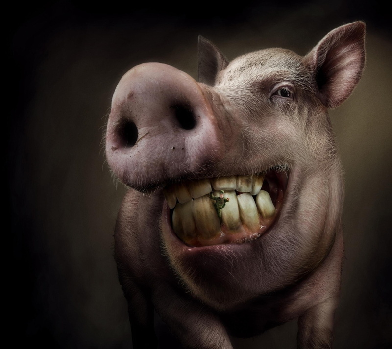 fantasy, add, dental floss, creative, commercial, funny, pig, animal, 1080P, :D
