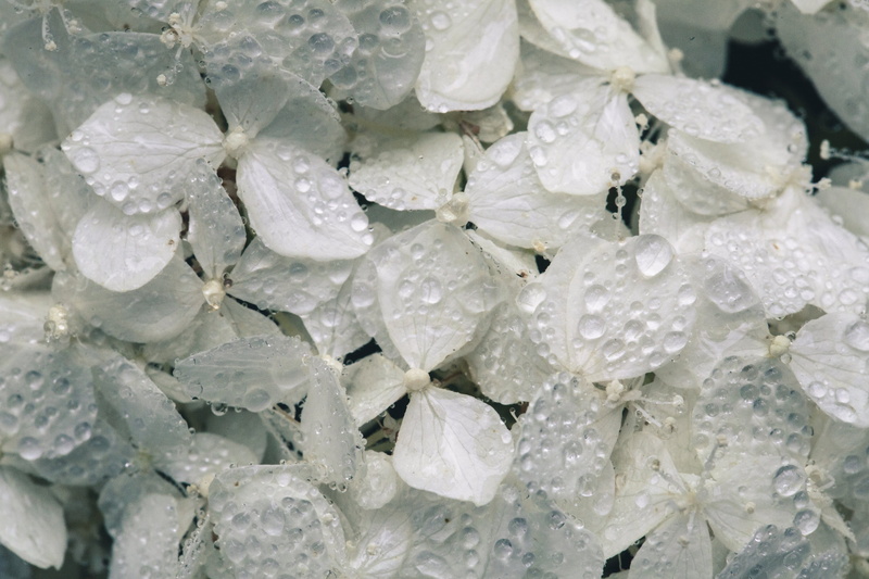 drop, Flowers, large group of objects, food and drink, 4K, freshness, hydrangea, no people, blossoms, purity, photo, cold temperature, crystal, white color