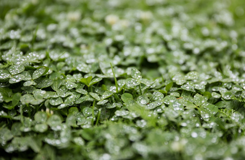 green color, 5K, freshness, no people, just add water, dew, purity, raindrop, beauty in nature, food and drink, nature, drop, rain, water, outdoors, backgrounds