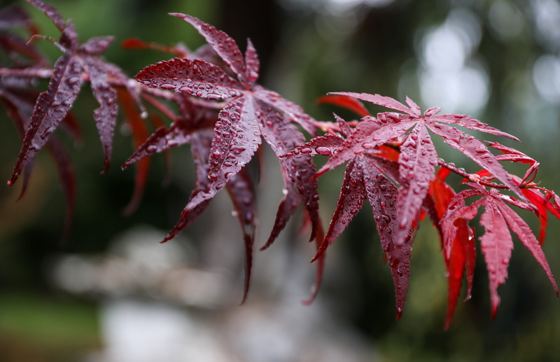 focus on foreground, selective focus, autumn mood, 5K, just add water, raindrop, growth, water, change, nature, tree, no people, autumn, beauty in nature
