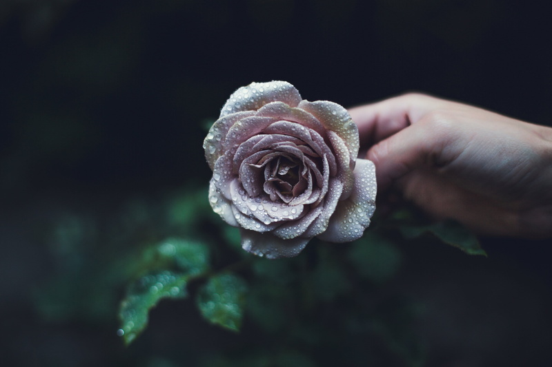 food, Water, rain, finger, nature, plant, flower, Rose, flowering plant, human hand, Just Add Water, close-up, Valentines Day, 4K, Plants, photo, one person