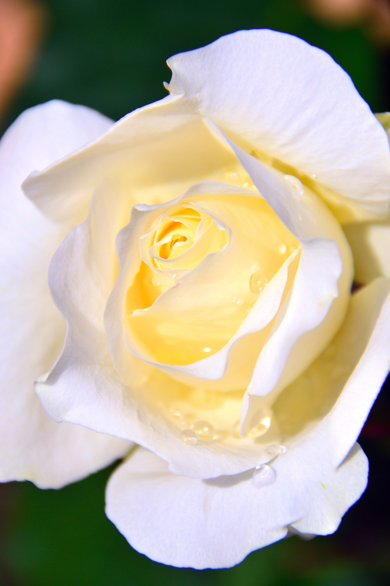 close-up, white roses, beauty in nature, rose, yellow, just add water, inflorescence, nature, white, flower, purity, softness, flower head, 5K, white flower