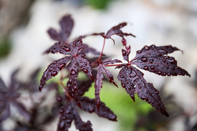 autumn leaf, beauty in nature, acer palmatum, raindrop, just add water, 5K, japan maple, day, dry, wilted plant, food, plant part, japan garden, food and drink