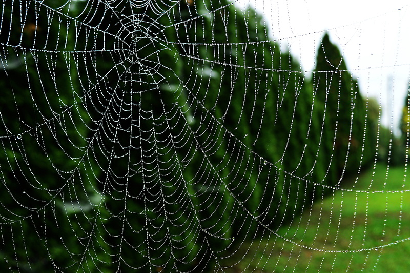 vulnerability, outdoors, nature, 5K, focus on foreground, spider, raindrop, complexity, beauty in nature, fragility, drops, dew drops, animal, web, no people