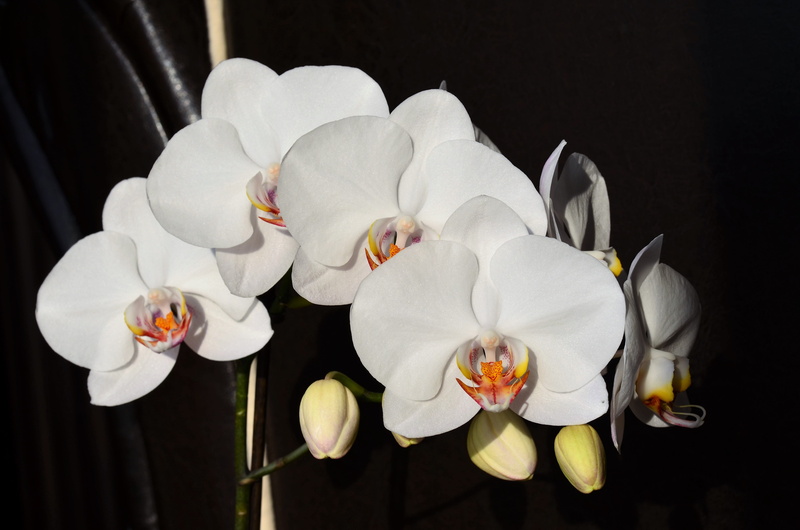 no people, freshness, flowers, close-up, turkey, white color, Nature, close, flower arrangement, one man only, Orchid, indoors, vulnerability, white orchid