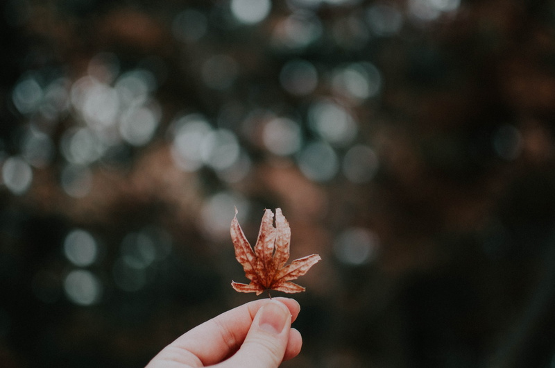 season, red, outdoors, autumnal, forest, brown, simple, fall, close-up, plant, flower, branch, hodling leaf, bokeh, vintage, nature, beauty In Nature, hodling