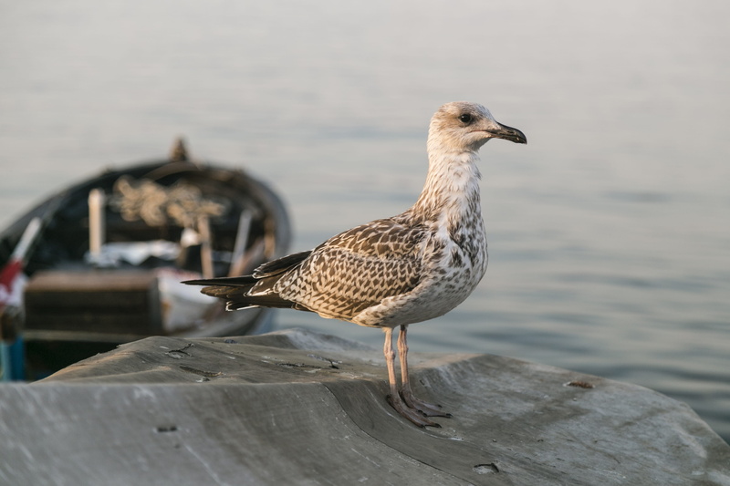 outdoors, animal, animal themes, animal portrait, rock, bird, photo, wooden post, fly, boat, beak, perching, ship, one animal, landscape, loves nature