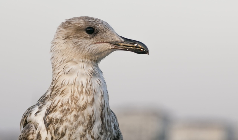 focus on foreground, no people, beak, animals in the wild, ks, profile view, boats, wing, animal head, photo, close-up, looking, outdoors, one animal, gull bird