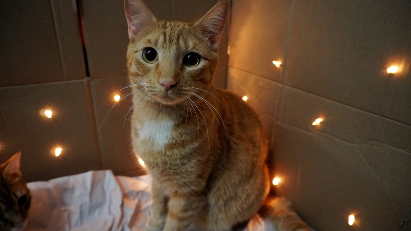 one animal, lights, domestic animals, wood, night, mammal, looking at camera, whisker, bed, abyssinian, fun, indoors, ks, domestic, home decor, flooring