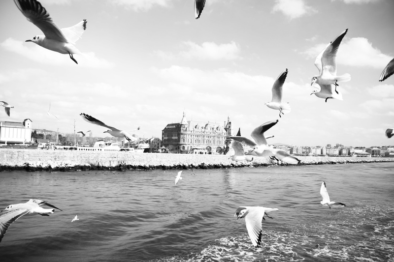 marine, group of animals, large group of animals, mid-air, architecture, sky, ks, flock of birds, animals in the wild, seagull, animal, 4K, font font font font class raw