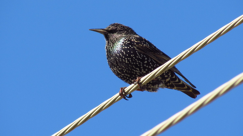 close-up, blue, peace, animal themes, one animal, fly, sky, outdoors, low angle view, bird, cable, animals in the wild, starling, nature, day, focus on foreground